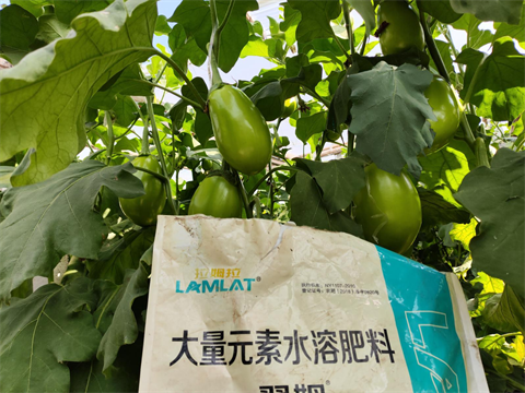 進(jìn)口水溶肥,茄子施肥,翠姆水溶肥