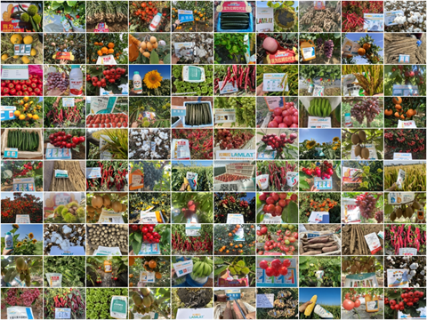 水溶肥廠家,農(nóng)業(yè)內(nèi)卷,拉姆拉滴灌級特種肥