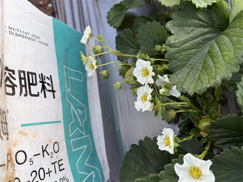 進口水溶肥,草莓種植,拉姆拉滴灌級特種肥