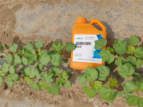 水溶肥,棉花種植,拉姆拉滴灌級特種肥