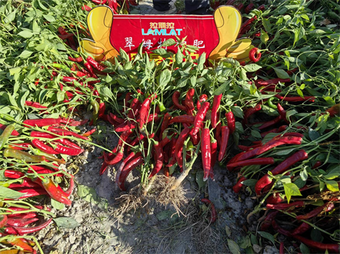 水溶肥廠家,滴灌肥,拉姆拉滴灌級特種肥