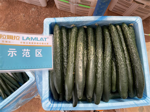 水溶肥廠家,滴灌肥,拉姆拉滴灌級特種肥