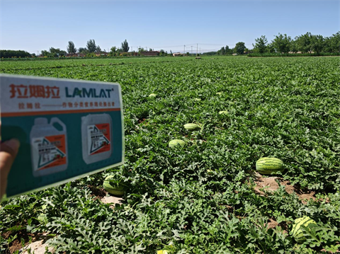 水溶肥,西瓜種植,拉姆拉滴灌級(jí)特種肥