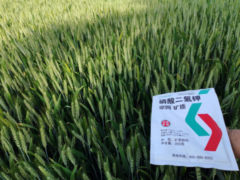 水溶肥品牌,大田作物種植,拉姆拉滴灌級特種肥