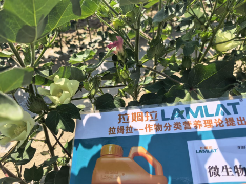 水溶肥廠家,棉花種植,拉姆拉滴灌級(jí)特種肥