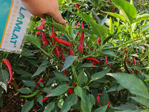 水溶肥,辣椒施肥,翠姆水溶肥