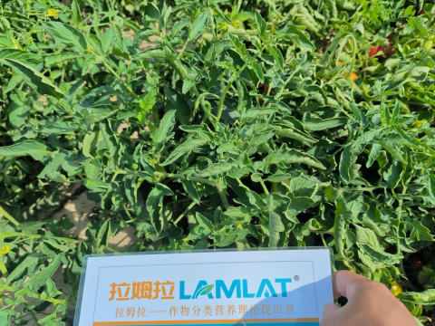 水溶肥品牌,醬番茄種植,拉姆拉滴灌級(jí)特種肥