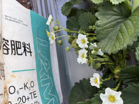 水溶肥品牌,草莓種植,拉姆拉滴灌級(jí)特種肥
