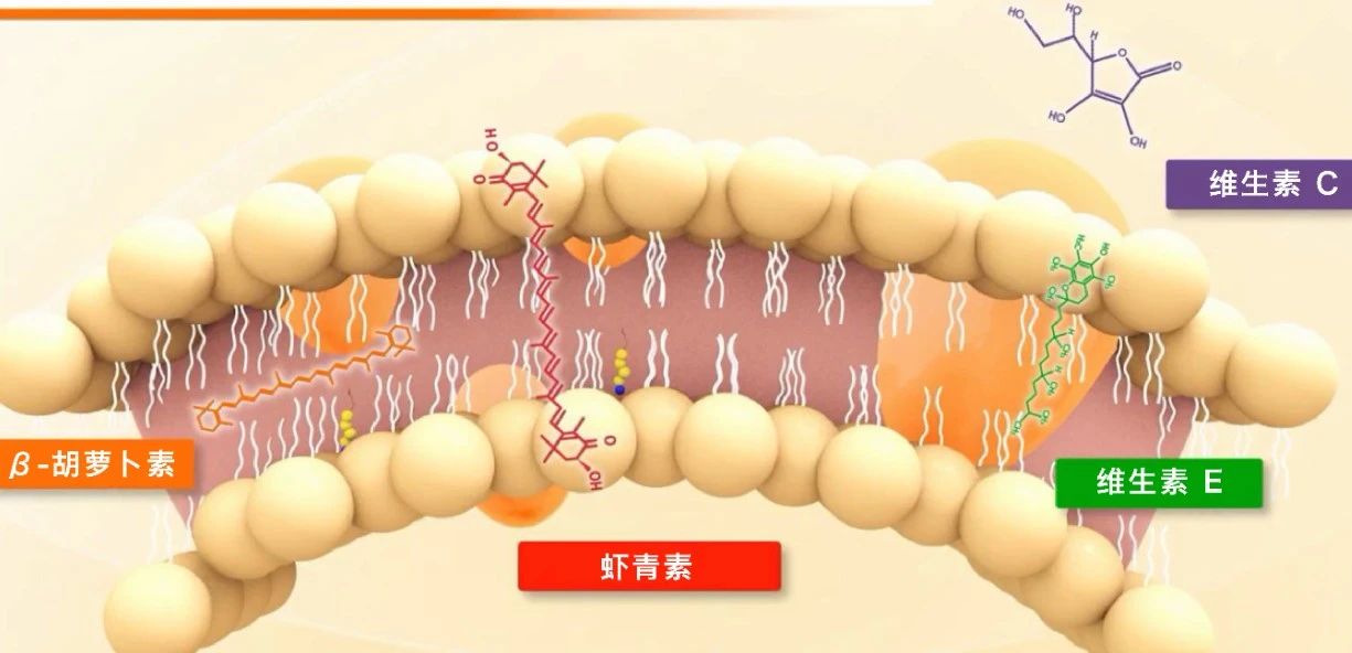 艾詩特蝦青素