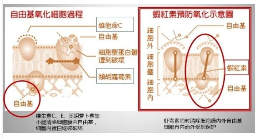 艾詩特蝦青素