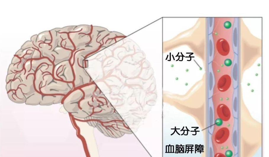 艾詩特蝦青素