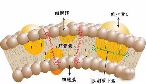 艾詩特蝦青素