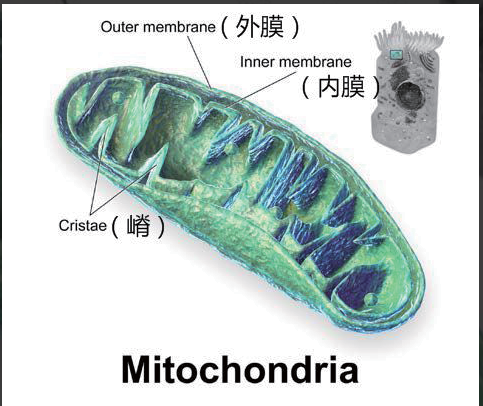 艾詩特蝦青素