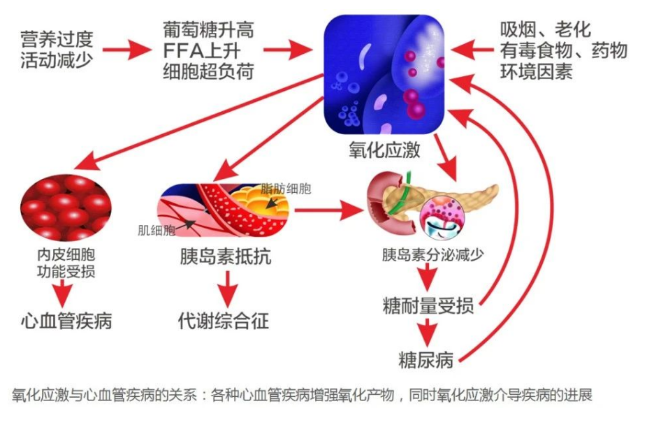 艾詩特蝦青素
