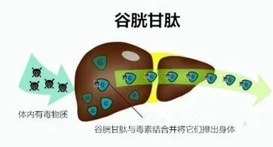 艾詩特蝦青素
