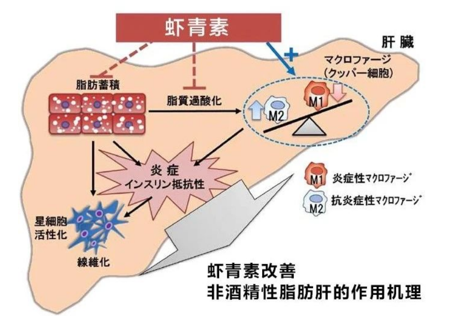 艾詩特蝦青素