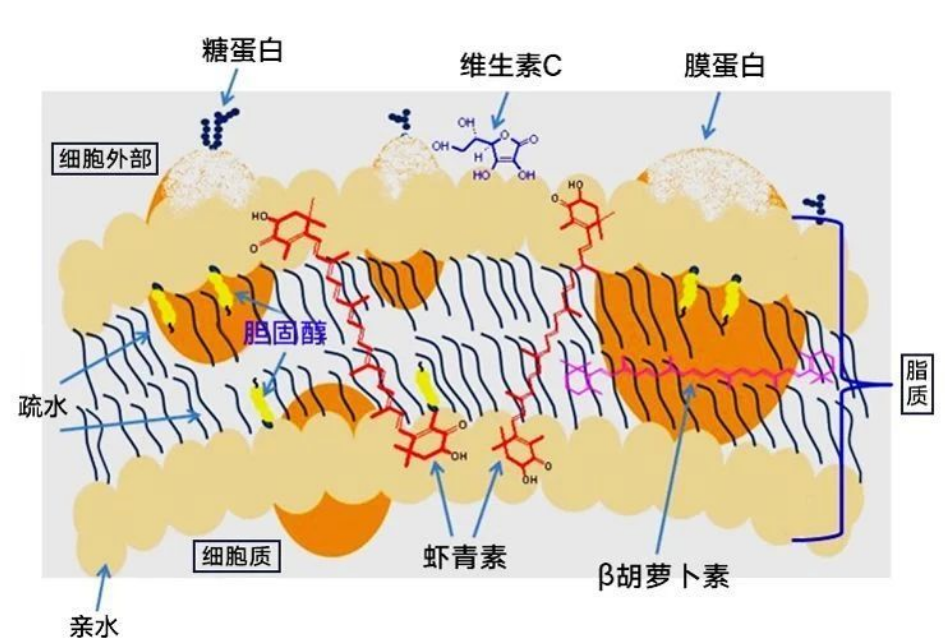 艾詩(shī)特蝦青素