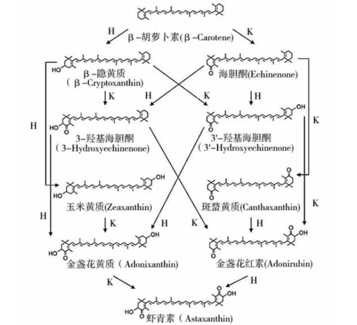 艾詩(shī)特蝦青素