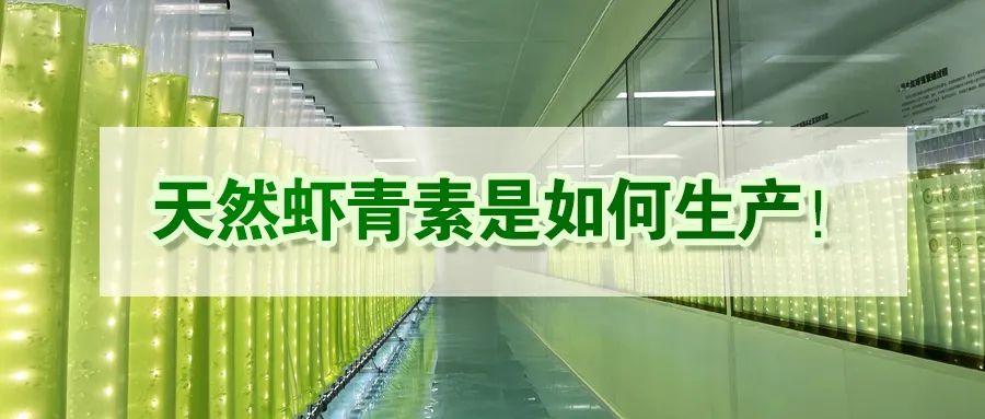 艾詩特蝦青素