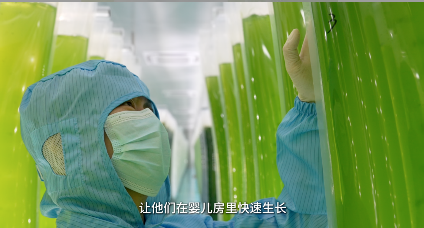 艾詩特蝦青素 艾詩特蝦青素